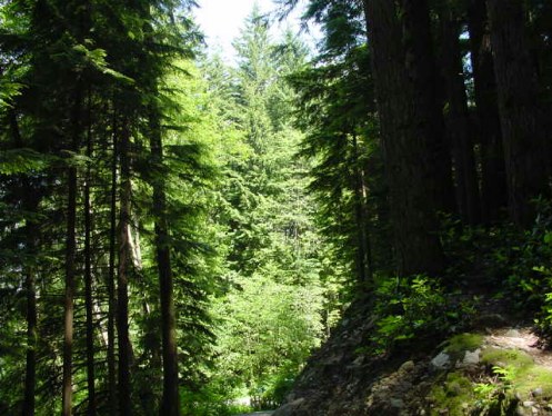 wilderness deer trail