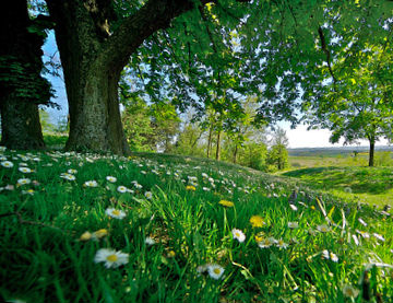 rest stop among dandelions and daisies