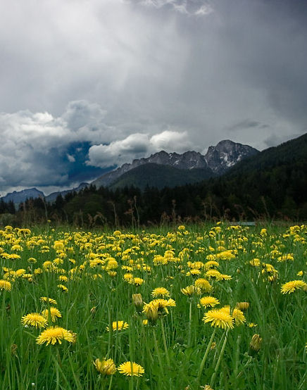 depicts roadside dandelions